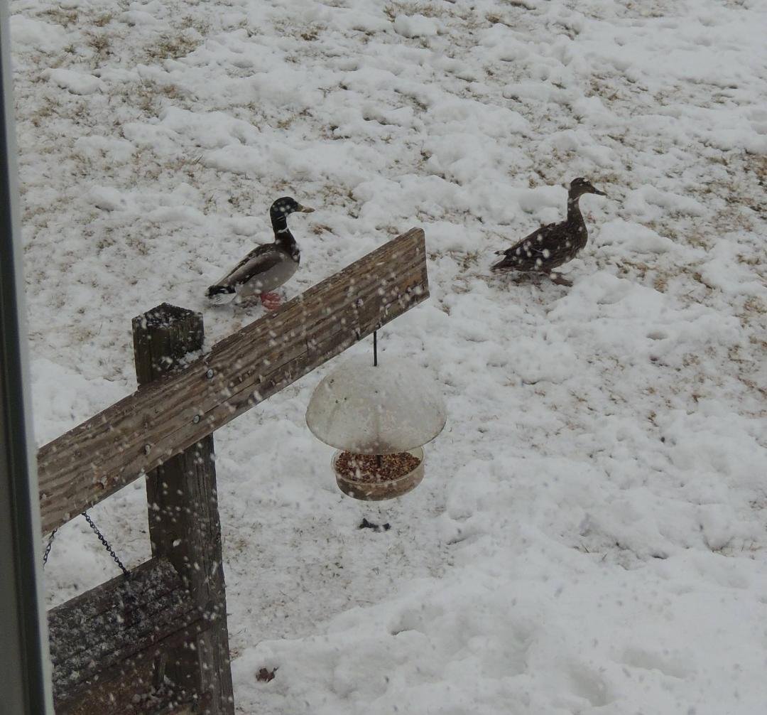 Stopping by for lunch at the bird feeder on a springtime Maine day. Note the white specks - flying snow !