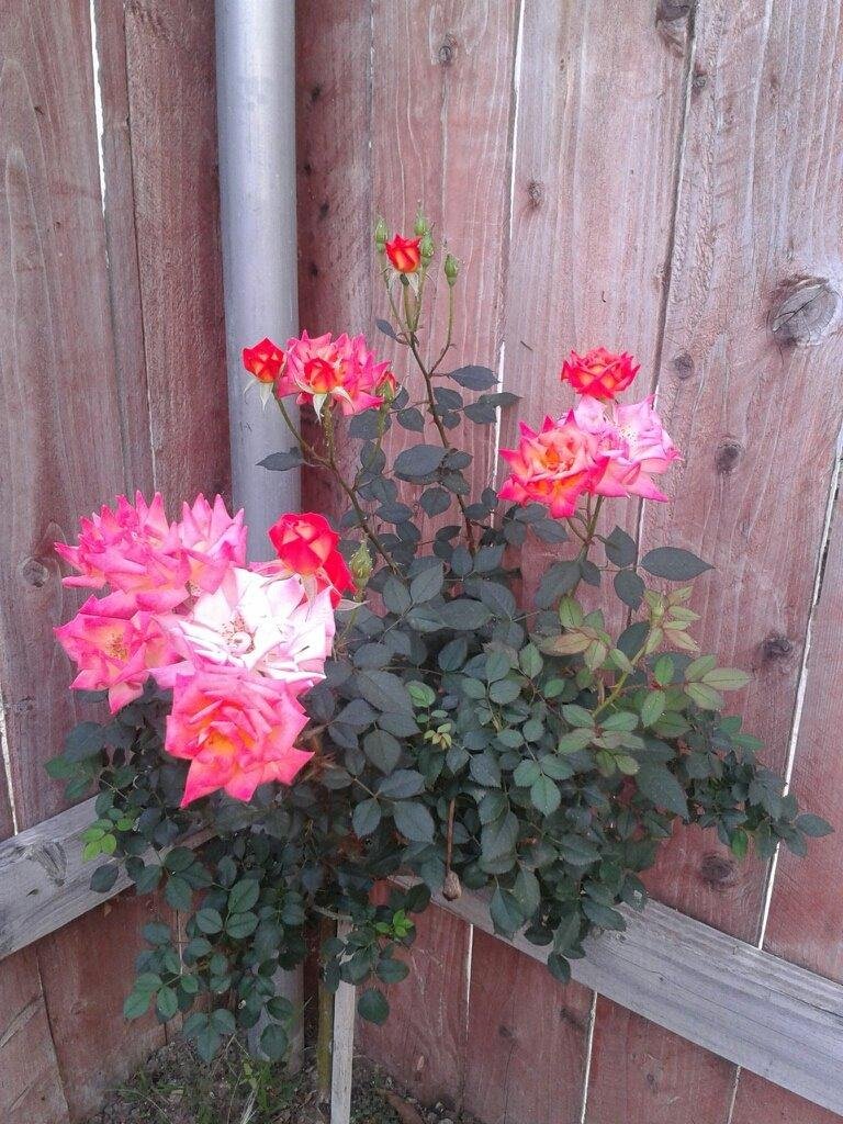 Sending Roses to all my family and friends.