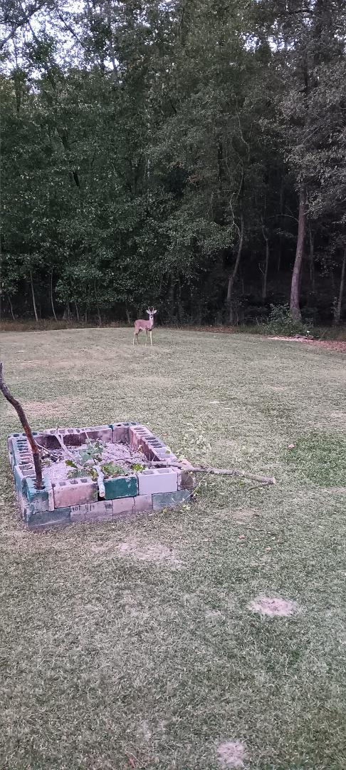This is a buck that I watched grow from a baby! I have three generations of deer in my yard every day! They are wonderful to watch !