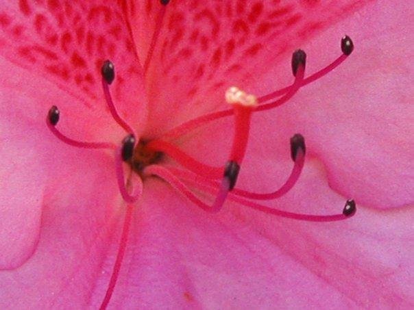 Shades of spring