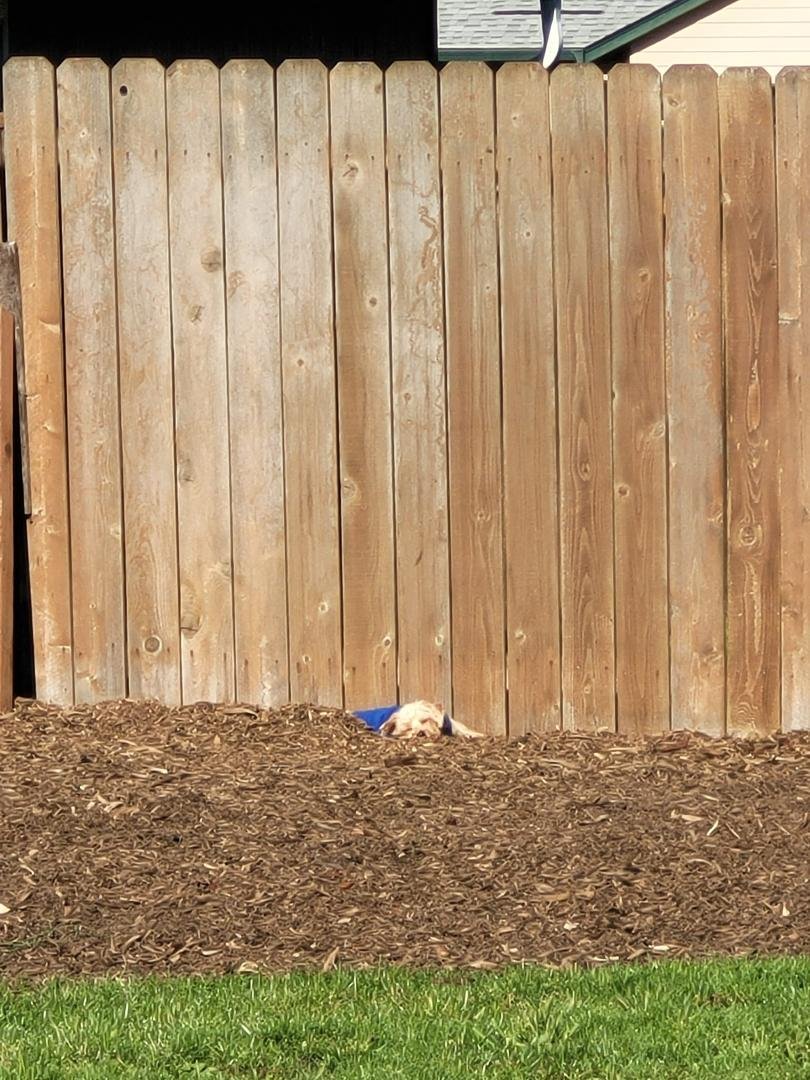 Peanut loves the sunshine!