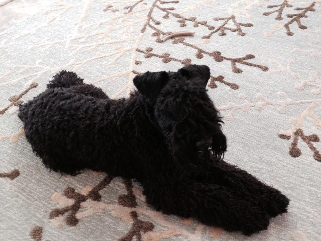 Our shaggy Rosie resting at home. Next weekend four days of dog shows with three open bitches