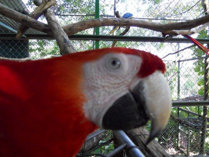 Macaw at park in Costa Rica.