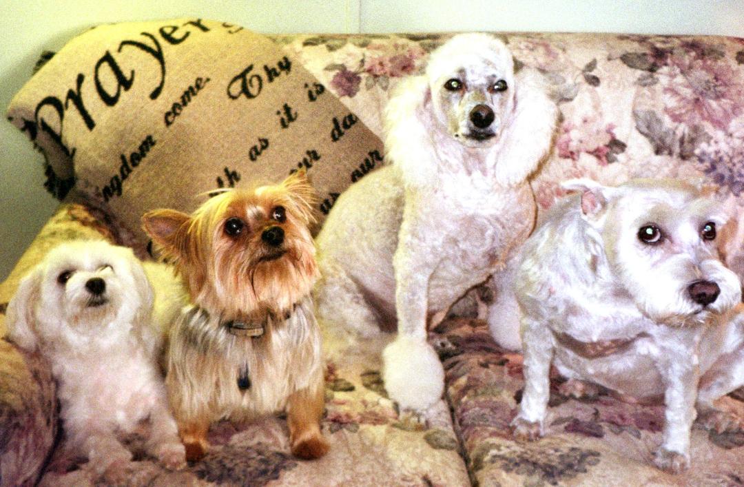 On this day 10 years ago. Left to right. Penny, Figgie, Skippy, Lady Bug. Penny was the last and she passed this last April. Always in our memories.