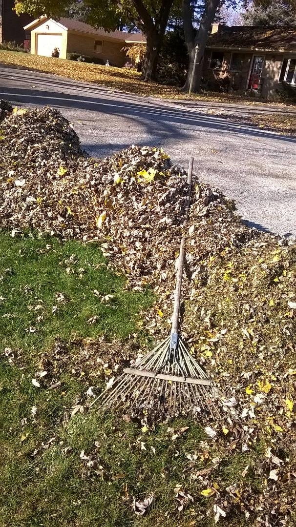No Bears on to get my heart going so I guess it's a good time to rake