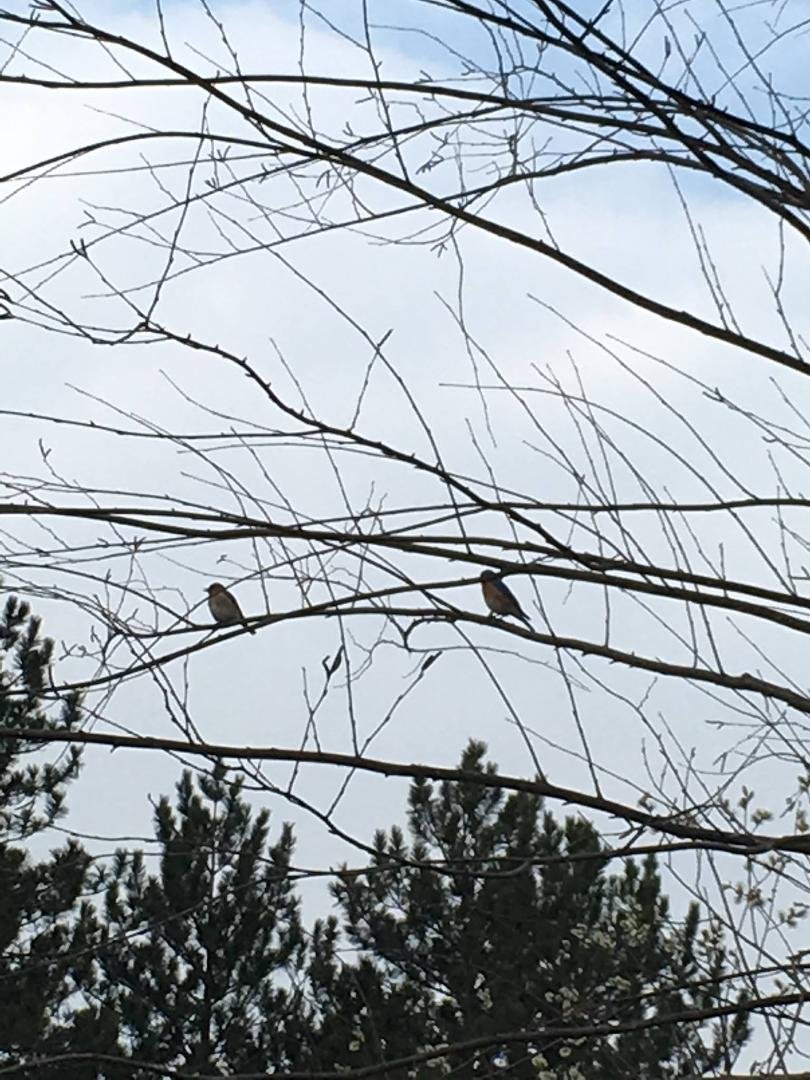 Blue Birds are back