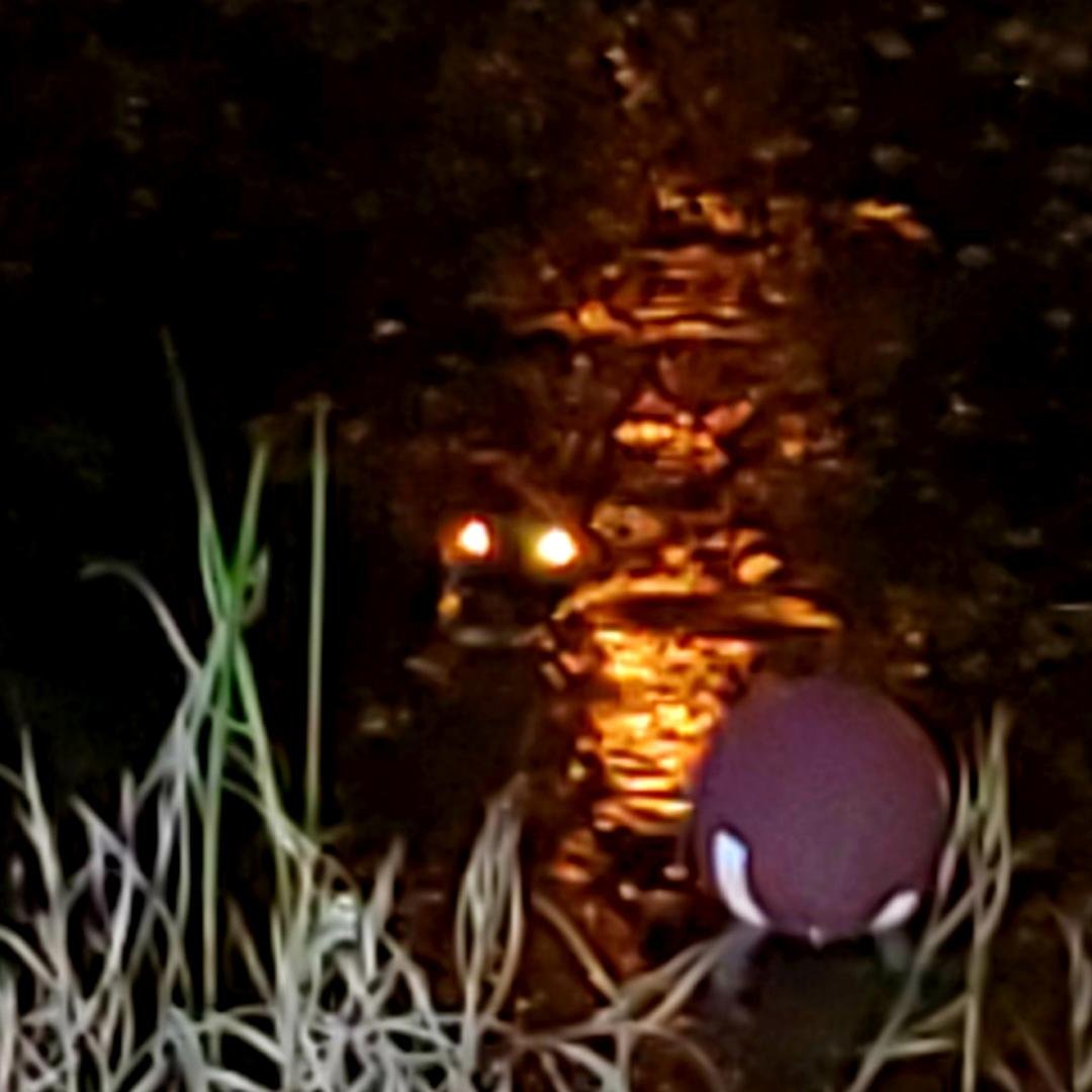 So the guys were throwing a football around during break last night. A pass was missed and it landed in the pond. The football stayed in the pond until daylight lol.
