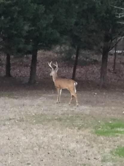 Sunday afternoon out my backdoor .. and he had friends with him...