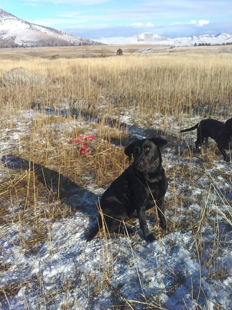Great day for walking the dogs today,up by the buffalo range.