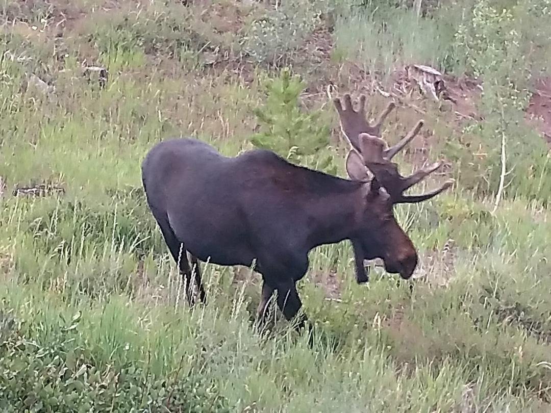Biggest Bull Moose we have seen.