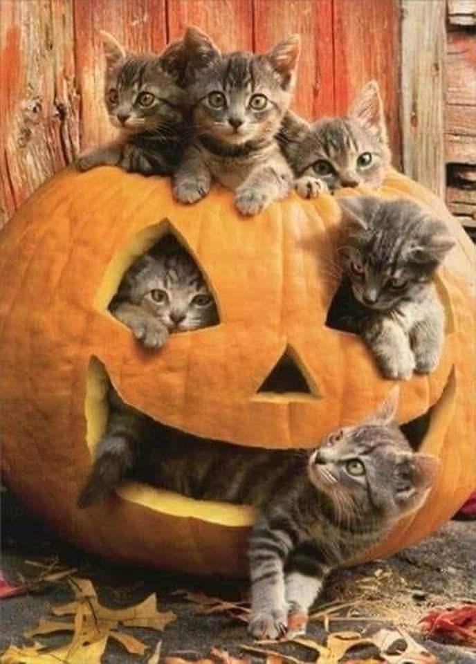 Happy Autumn!!!!