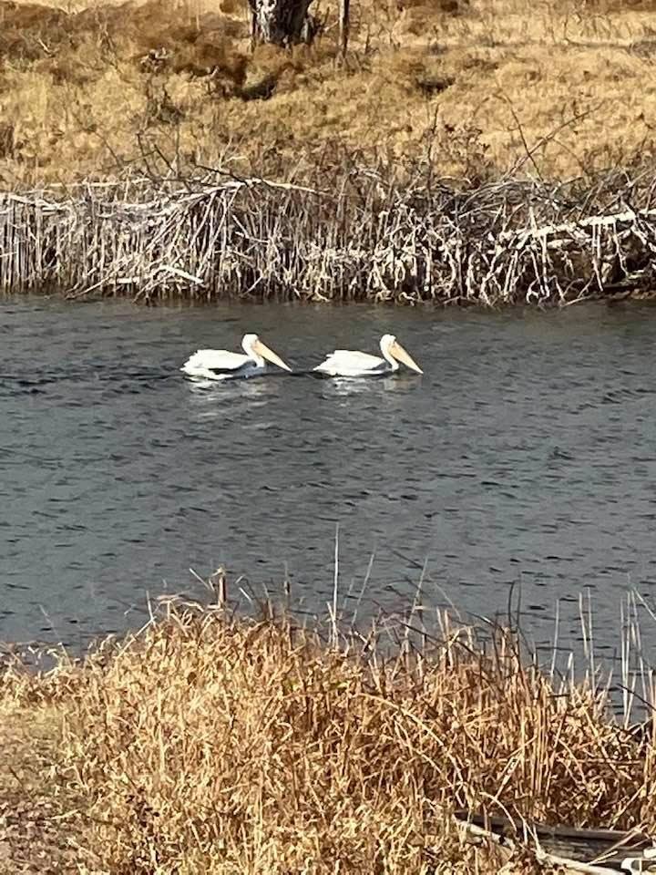 We never know who’s stopping by for a visit. A couple of white pelicans in our back yard.