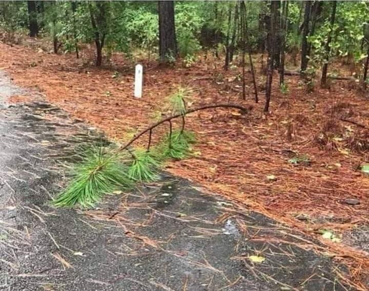 I didn't go to work today. I told my boss there was a tree down in my  driveway and I couldn't get out.
