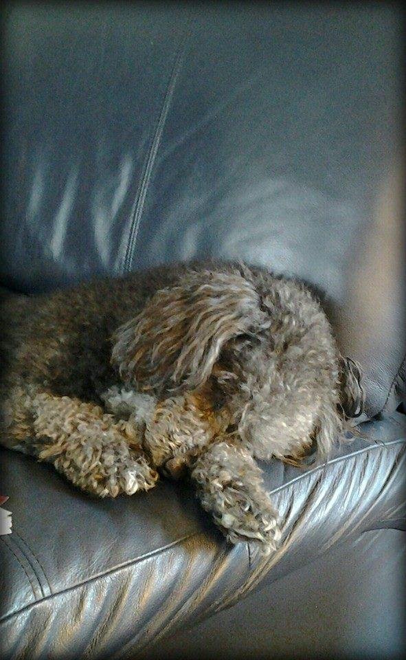 NIKKI's sooo tired after a big turkey dinner