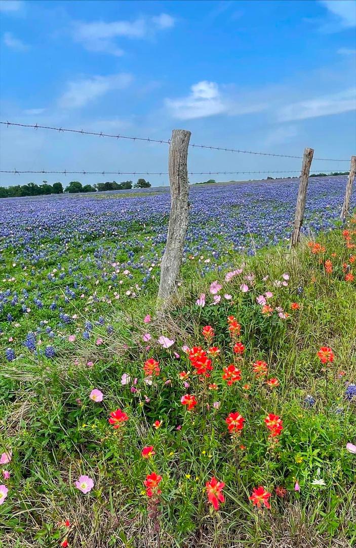 I love living here in South Texas, it's my favorite time, wild flowers everywhere.