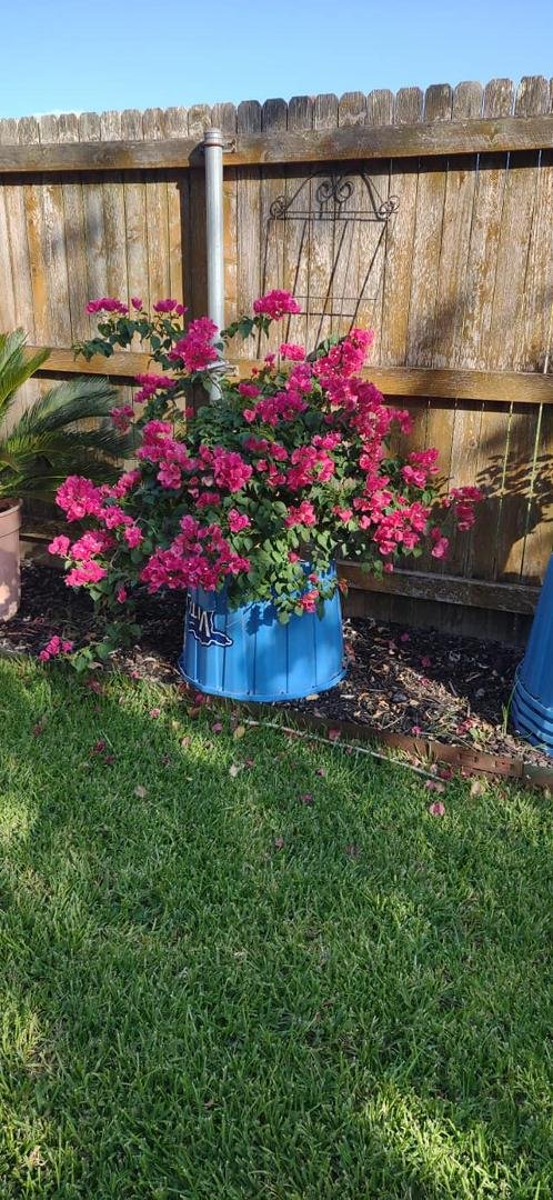 Bouganvilla