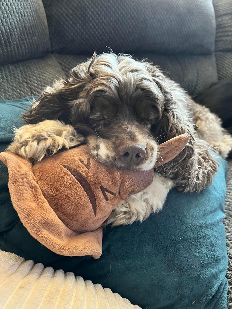 Zach took a pic of Sammie asleep with his sorting hat in his mouth