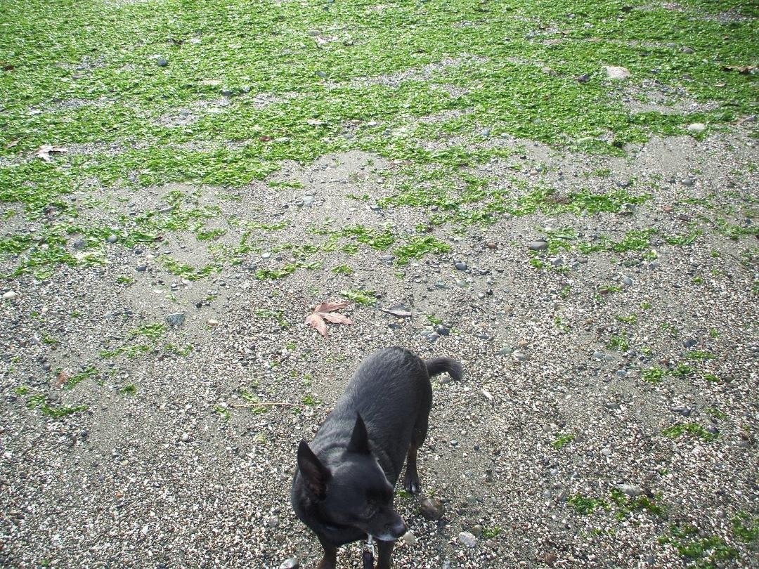 I'm hoping someone can help me with PeeWee my smallest child (dog), he will not take his medicine. I have cut his pill in half, crushed it, used two different pill pockets, hid it in his food, and finally tried Vienna Sausa