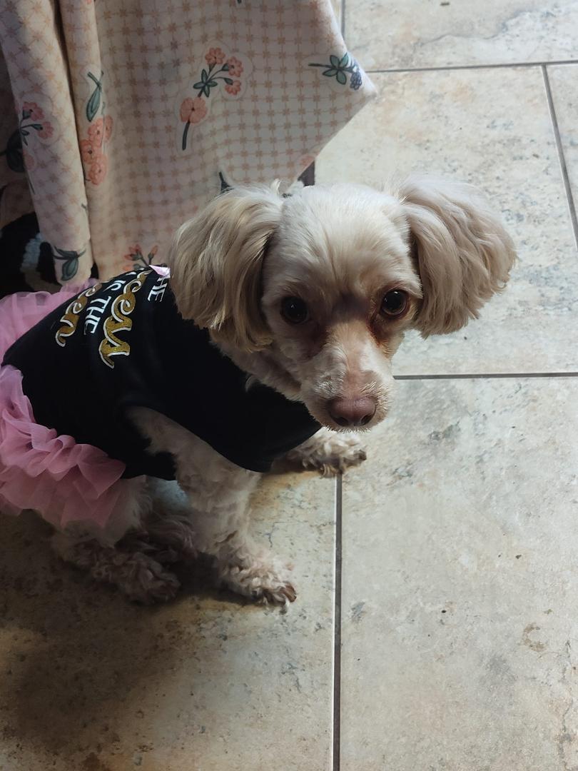 Miss Daisy got her hair cut yesterday and a good old bath, scooter did too, now all I need to do is go Tuesday and get all three dogs nails cut, Daisy is such a drama little girl, she loves to wear dresses, every time she s