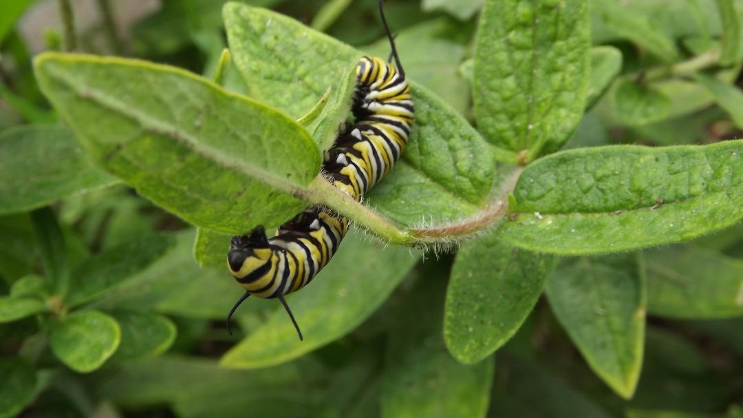 #2 The butterfly was on the sedum. So, the caterpillar moved to a new host plant! 🐛🦋