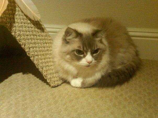 My Molly