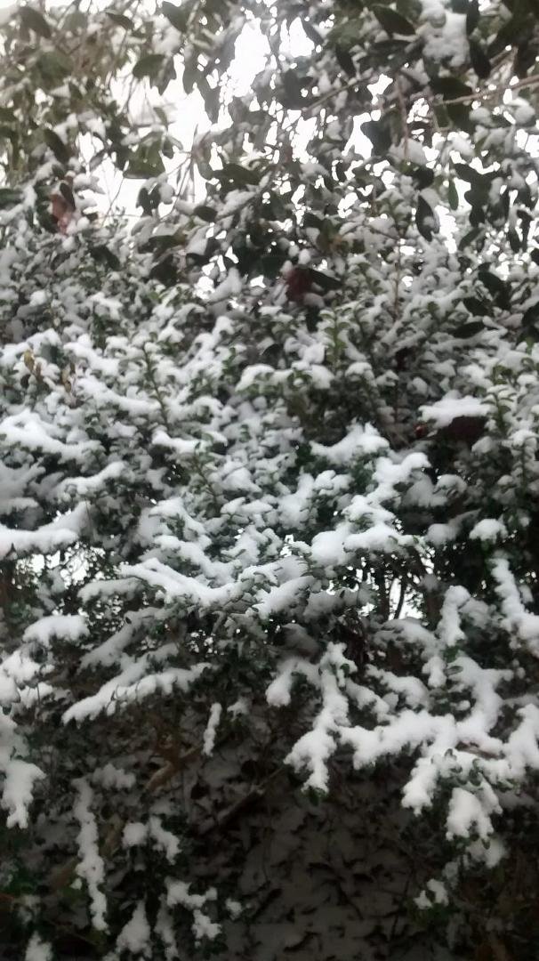 My bushes front of my house