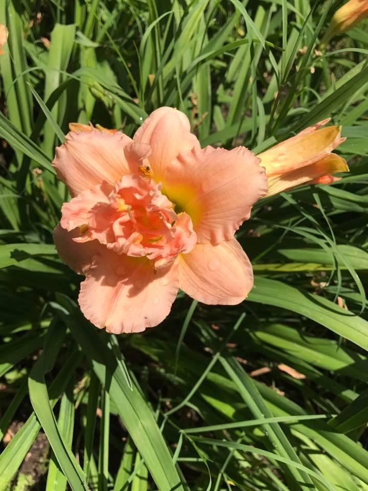 Connie Schwein's album, Mobile Uploads