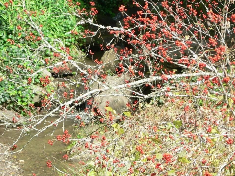 Some Fall Color!