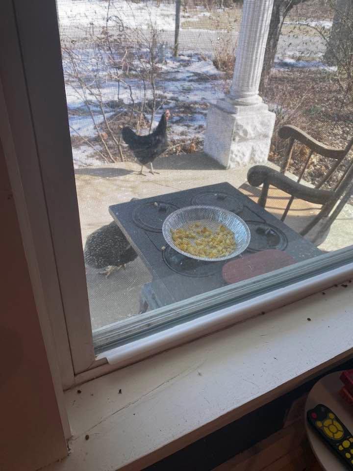 ❤️COUNTRY LIFE❤️Sitting in my living room, looking out the window.