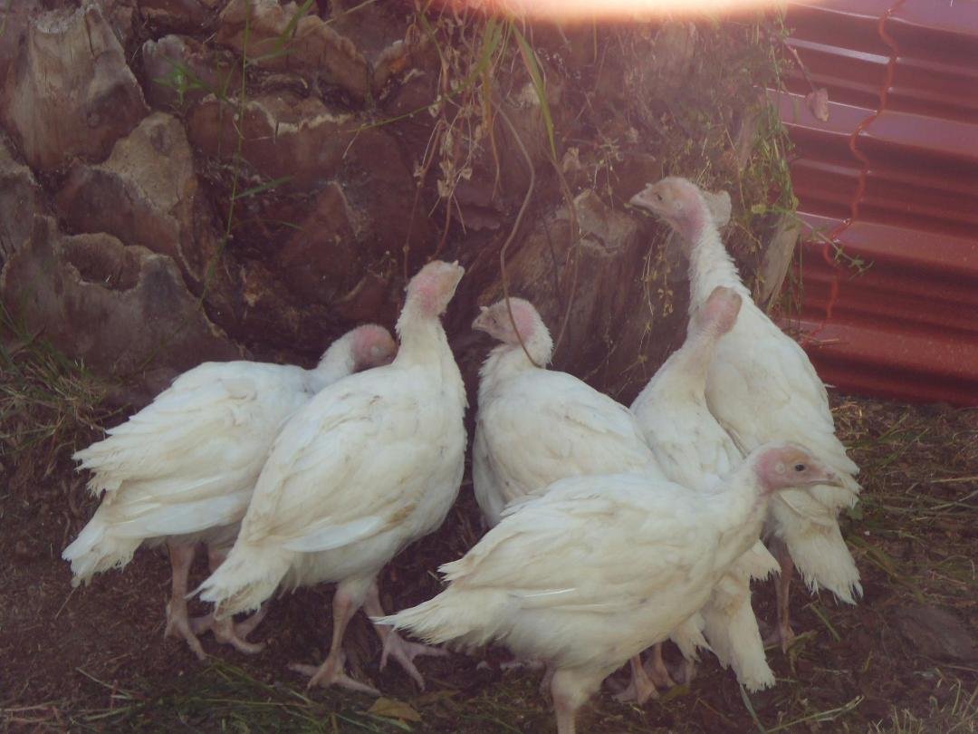 Baby white turkeys