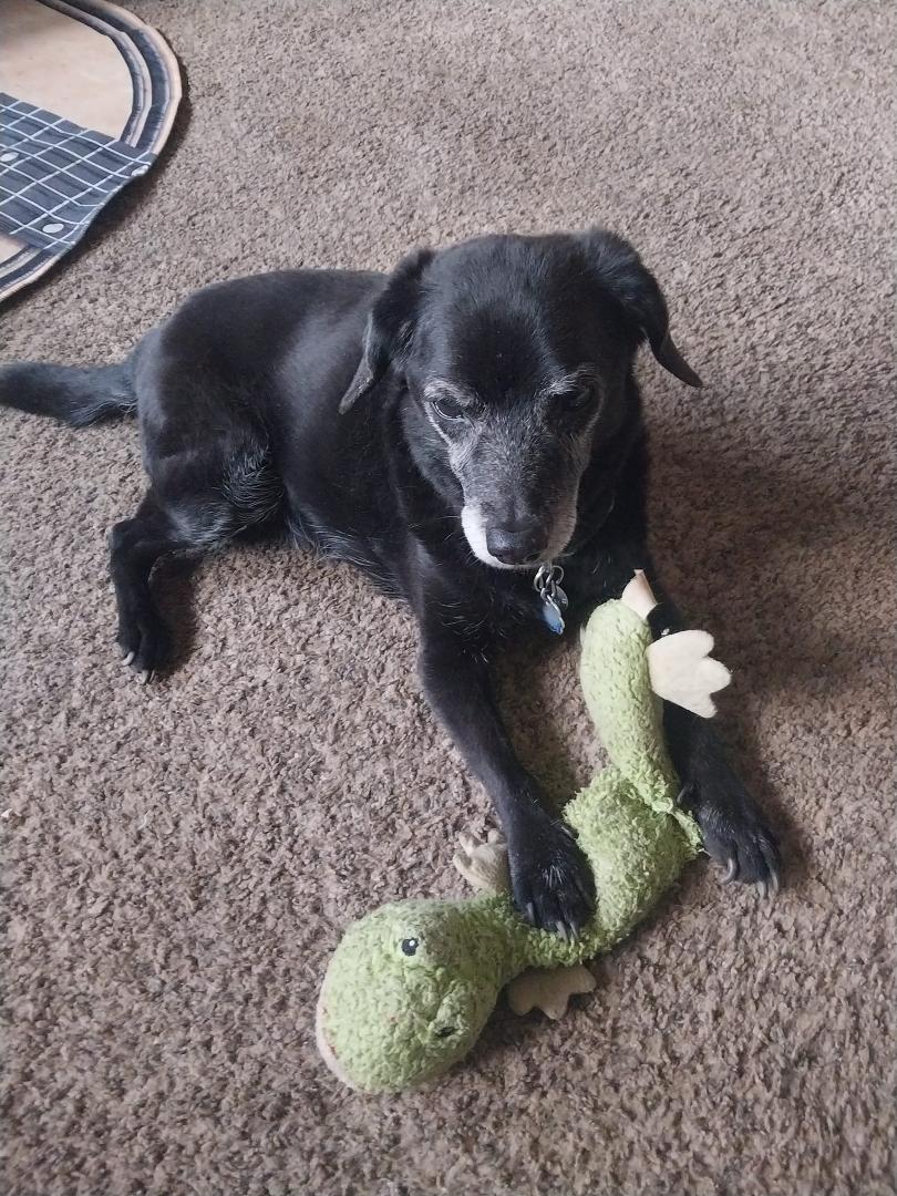 I am heartbroken my friend and companion went off to doggie heaven today