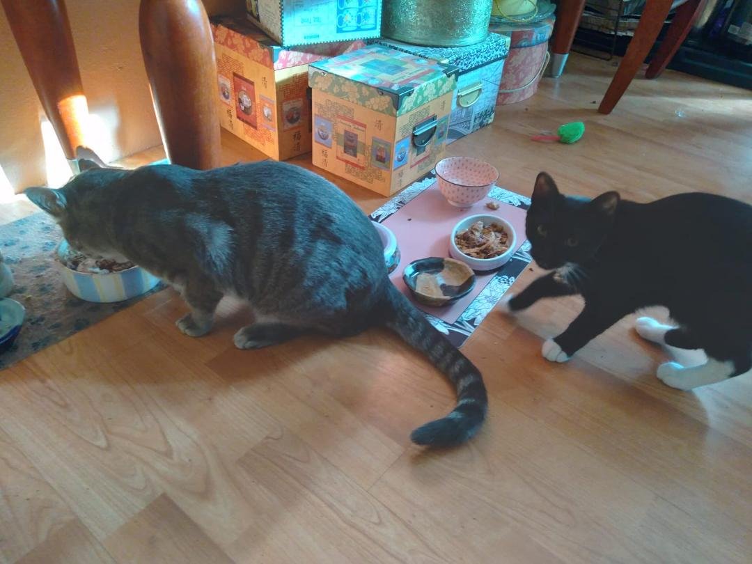Sasha is a serious trial to Mosby's patience.
Sasha: "Let's see if I can play with  Mosby's tail."
Mosby: " You can't. In 30 seconds, I'm outta here. Ha ha, I'm allowed outdoors, and you're NOT!"