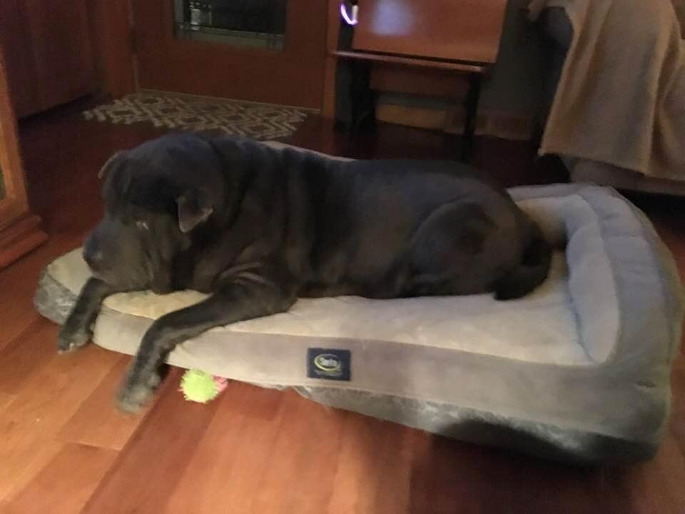 RIP Hurley........aka.....Bubby, Bubba Blue, Dumbass and all the funny names we would call you because of your one of a kind personality! You were ornery and stubborn and bull headed at times. Thanks for all memories buddy!