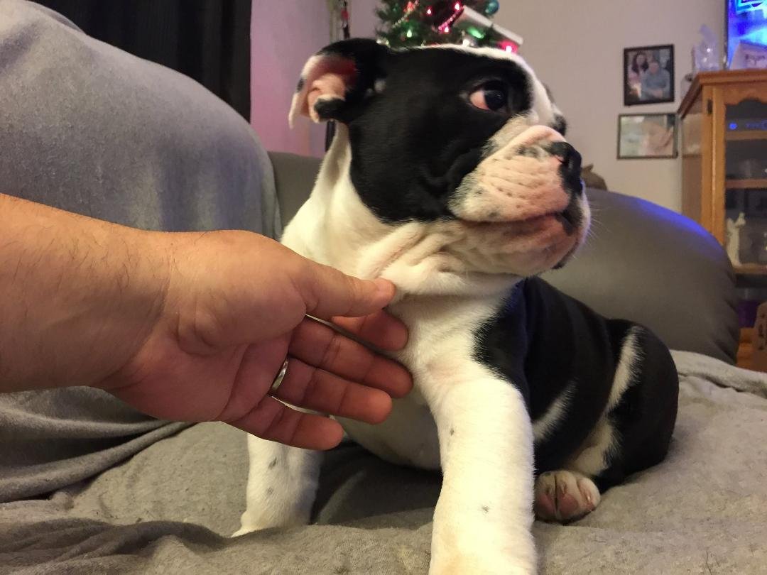 Being aware if your puppy is social or independent with humans and other animals is a good thing to know prior to purchase.
Hopefully your puppy has been well socialized with both.
Ask your breeder what actions they take in