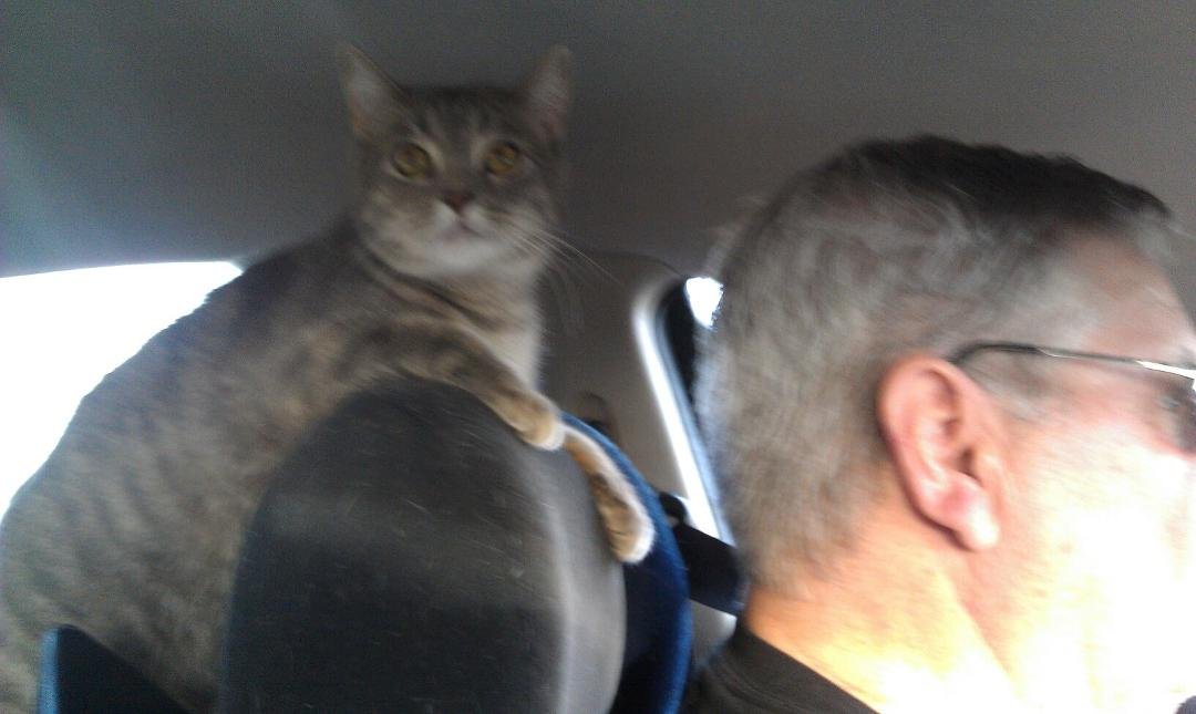 Are we having fun yet? The cat seems to be. Not sure about the dog though. LOL. Somewhere near Amarillo Texas