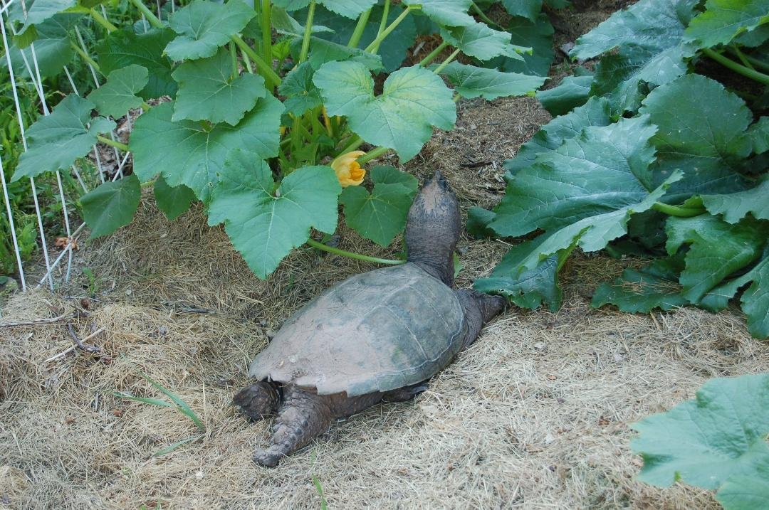 Sammy Snapper made it all the way from our front yard back to the brook. Stopped along the way to check out our summer squash in the garden.