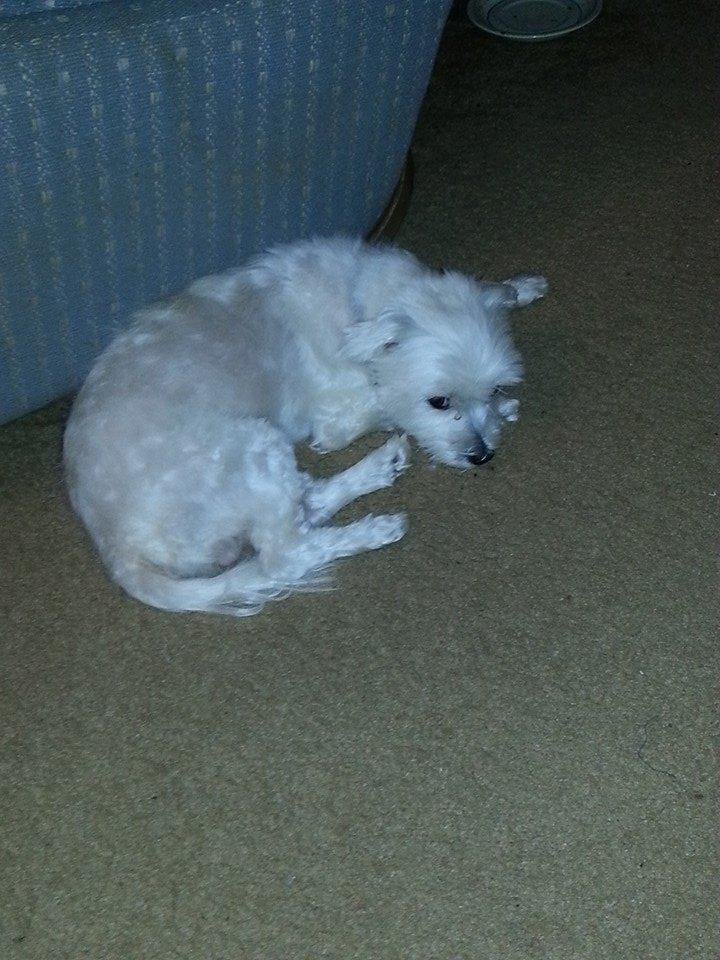 This is peanut after his hair cut
