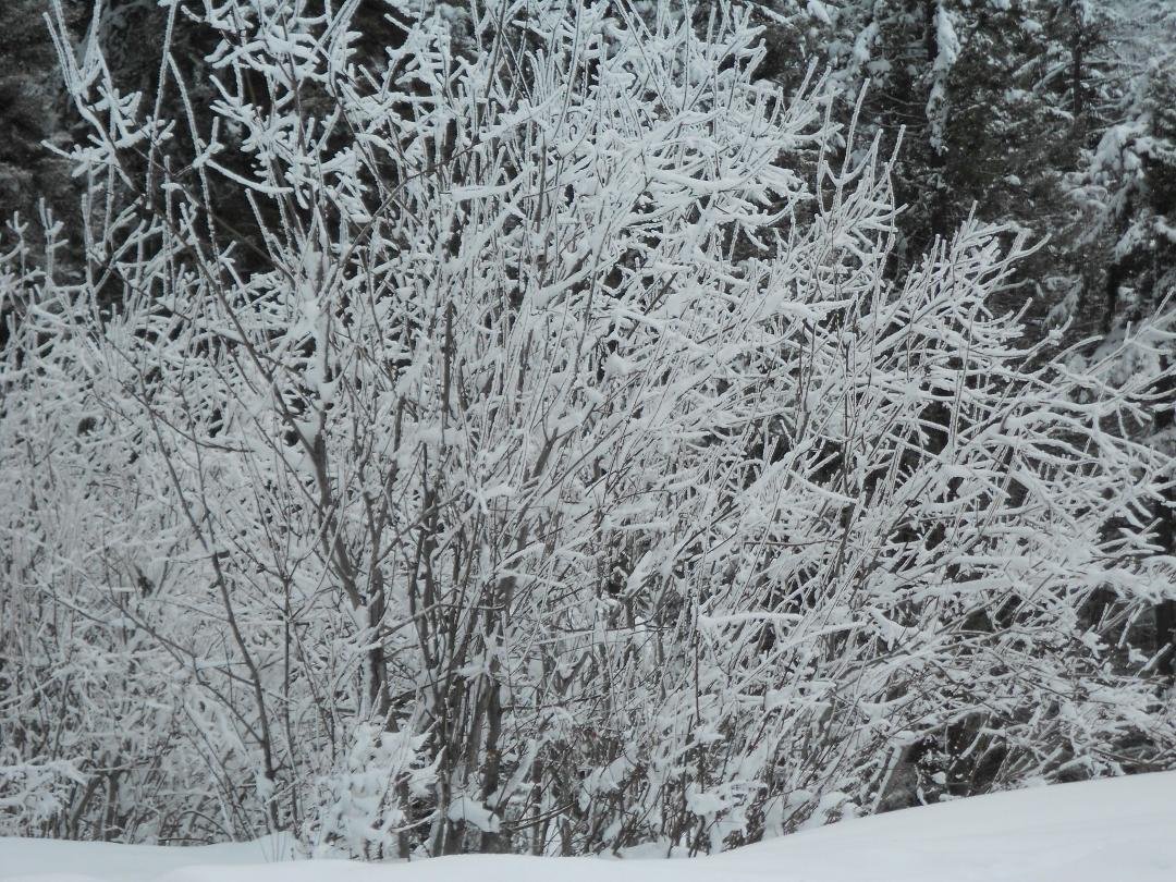 !7 degrees this morn ,  foot and a half of Snow, LOVE it