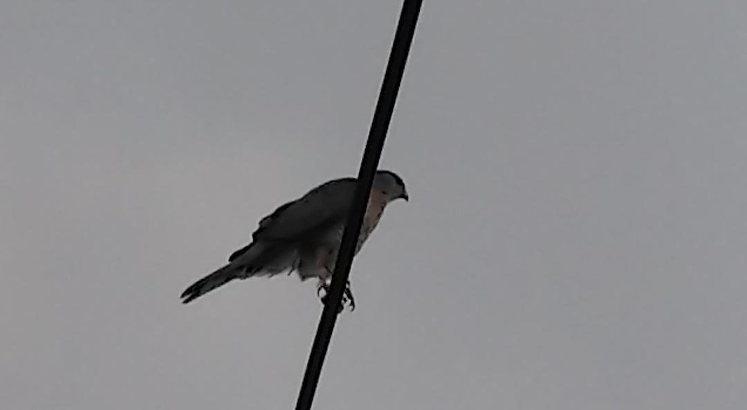Anyone know what kind of bird ?
