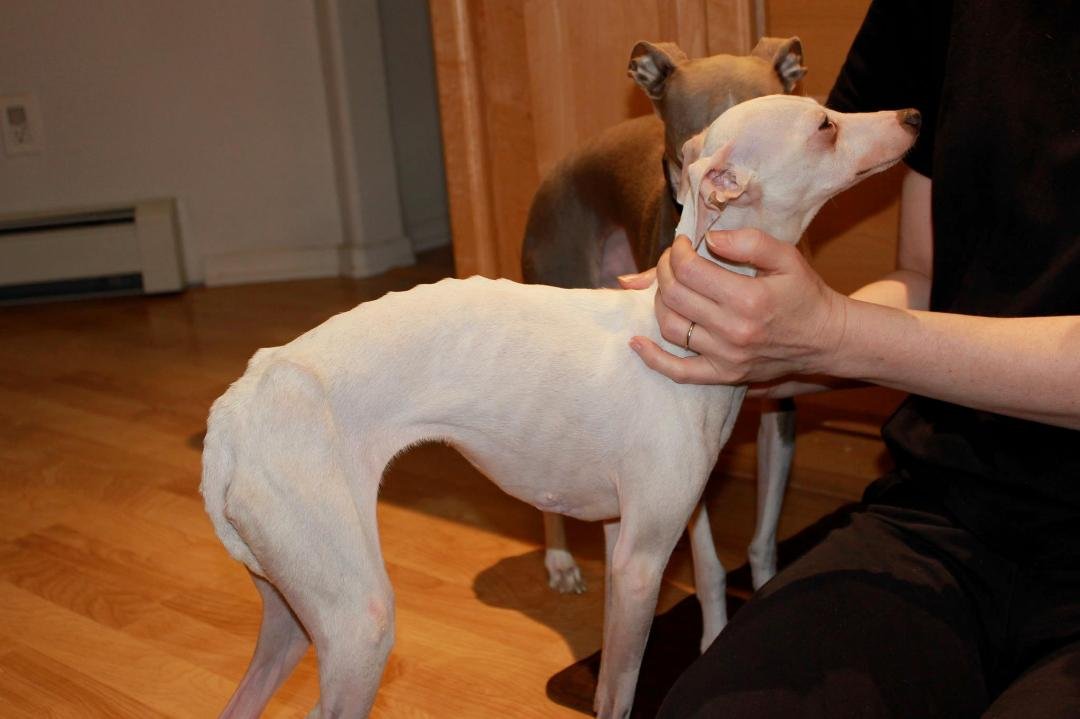 19 hour trip and Luigi now has a sister. Too many sad details to go into but she's a registered, spayed, emaciated
little IG that just wants to be loved (& fed). And yes, it has already been confirmed, she is a heat seek