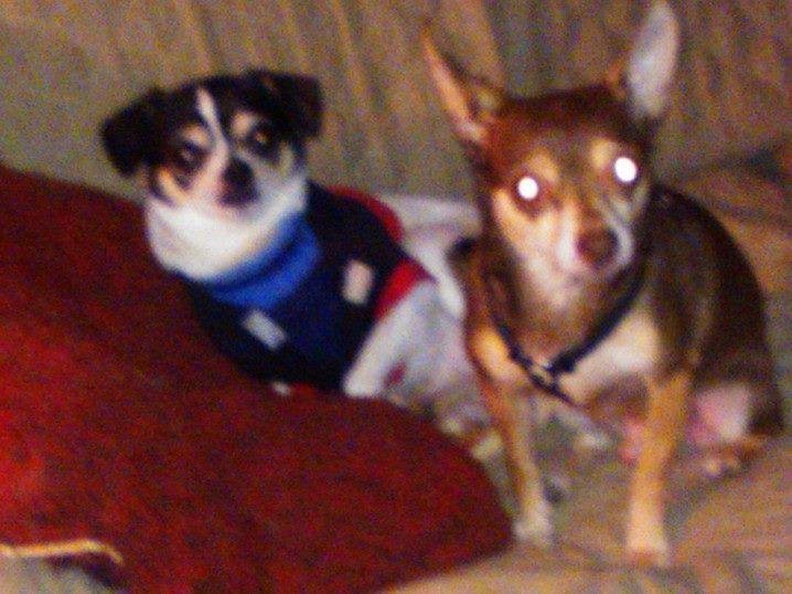 LITTLE MAN and BANDIT BEST FRIENDS