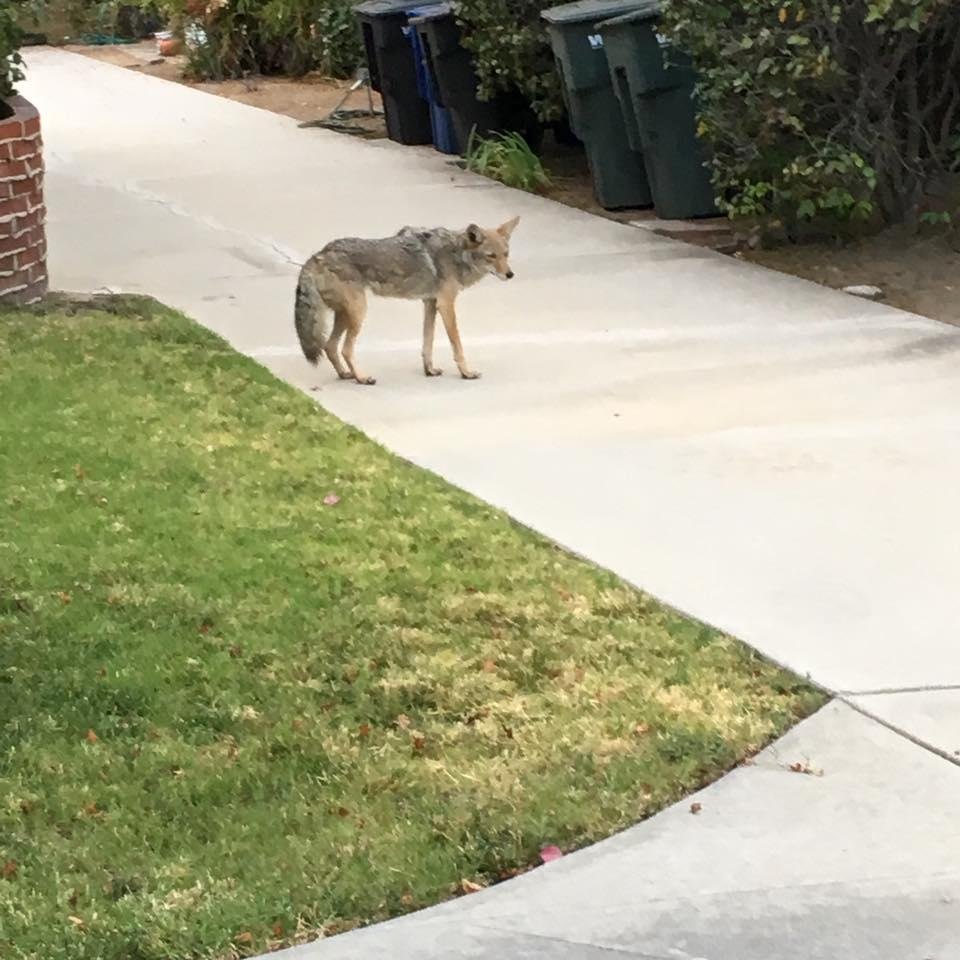 Maggie and I saw this guy on our walk this morning 😁