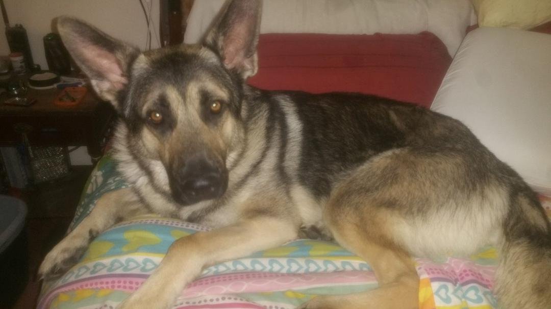 Kaiser just hanging out with me.