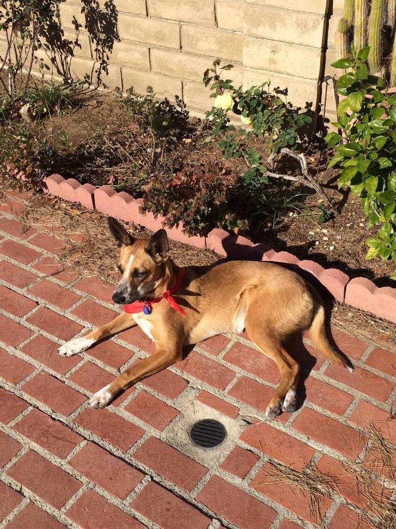Happy 1st birthday to my Kona.....hard to believe this little 9 lb puppy I adopted last April is over 55 lb....