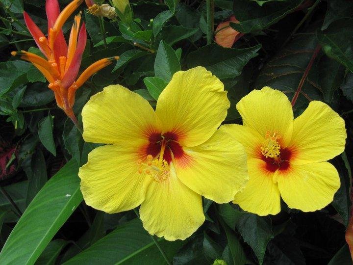 Sharon Penner's album, Hawaii 2011