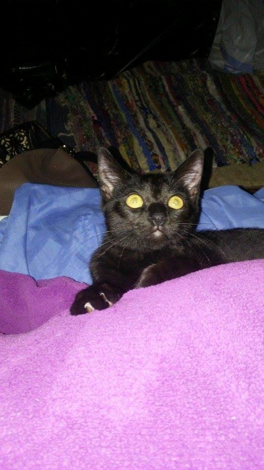 I'm not thinking about this election anymore! I will do my civic duty and vote early tomorrow. Apollo is going to be neutered tomorrow and I hope he'll be alright!