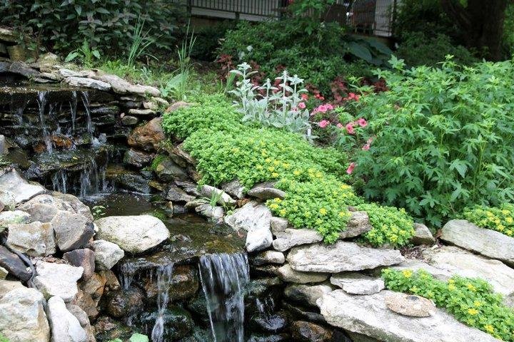 Jon Curby's album, pond and garden 2011