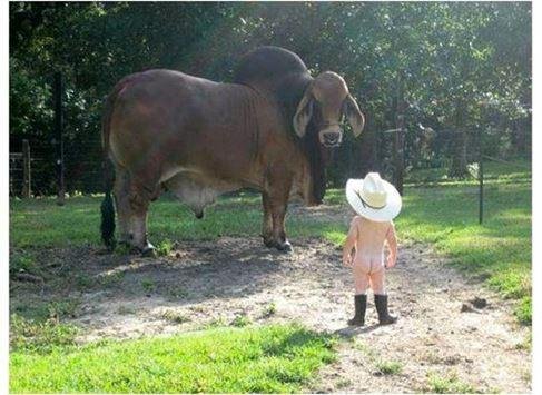 cowboy up
