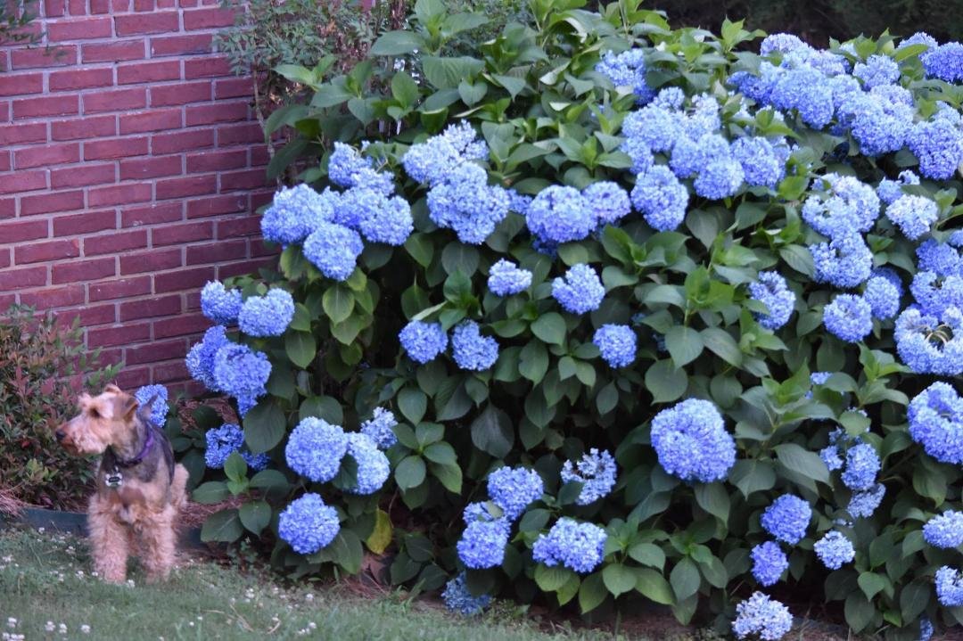 Gracie at this time last year.
