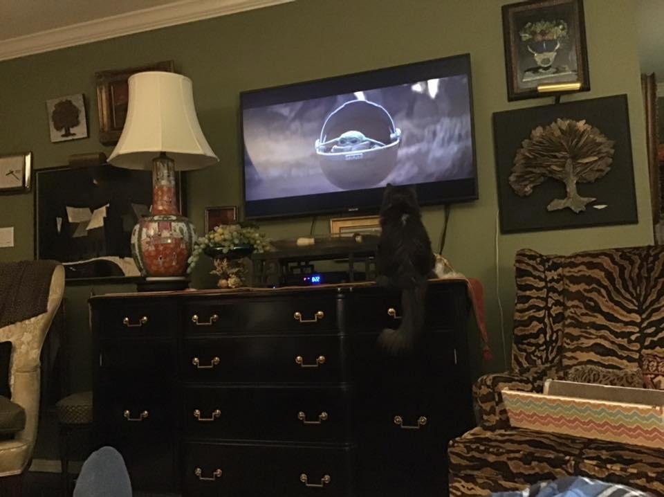 Poppi likes Star Wars productions